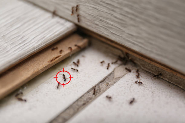 Best Commercial Pest Control Services  in Center, CO
